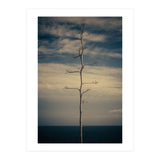 SEA AND TREE (Print Only) thumbnail