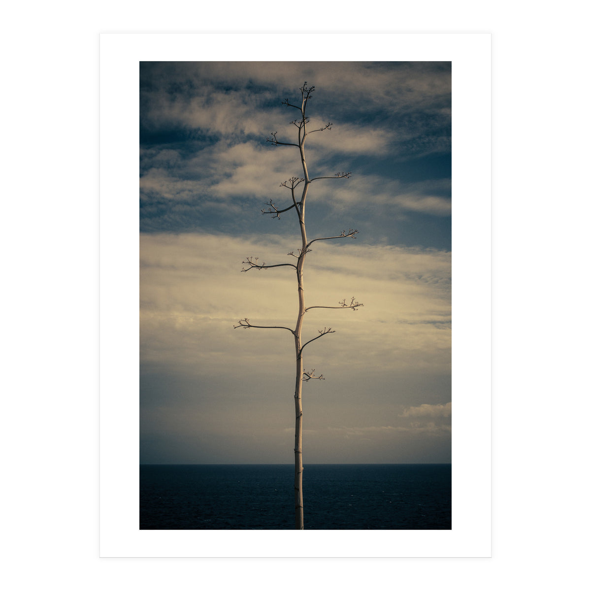 SEA AND TREE (Print Only)