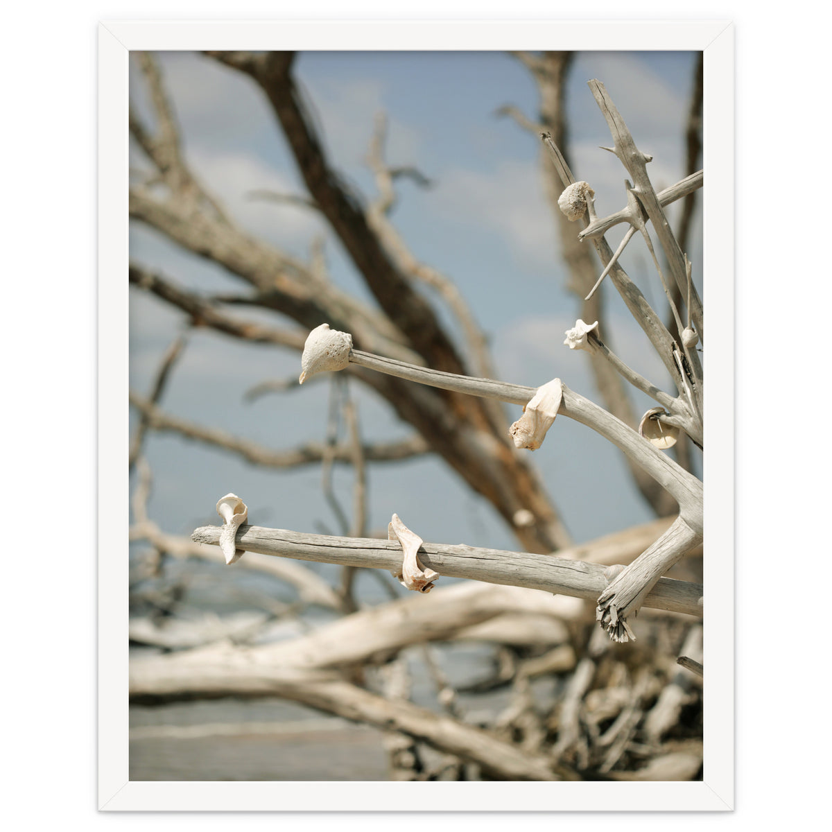 Seashells And Driftwood