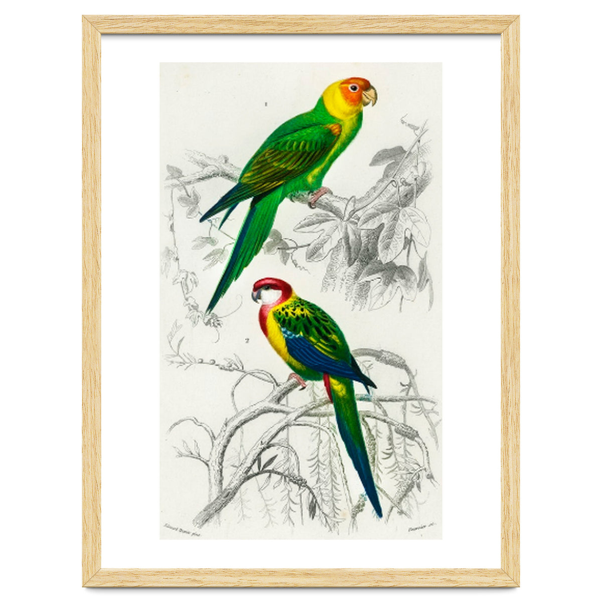 Different types of birds illustrated