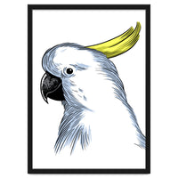 Skecth Macaw