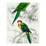 Different types of birds illustrated (Print Only) thumbnail