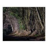 Sunlit Tunnel of Trees (Print Only) thumbnail