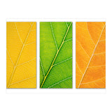 Autumn Leaves (Print Only) thumbnail
