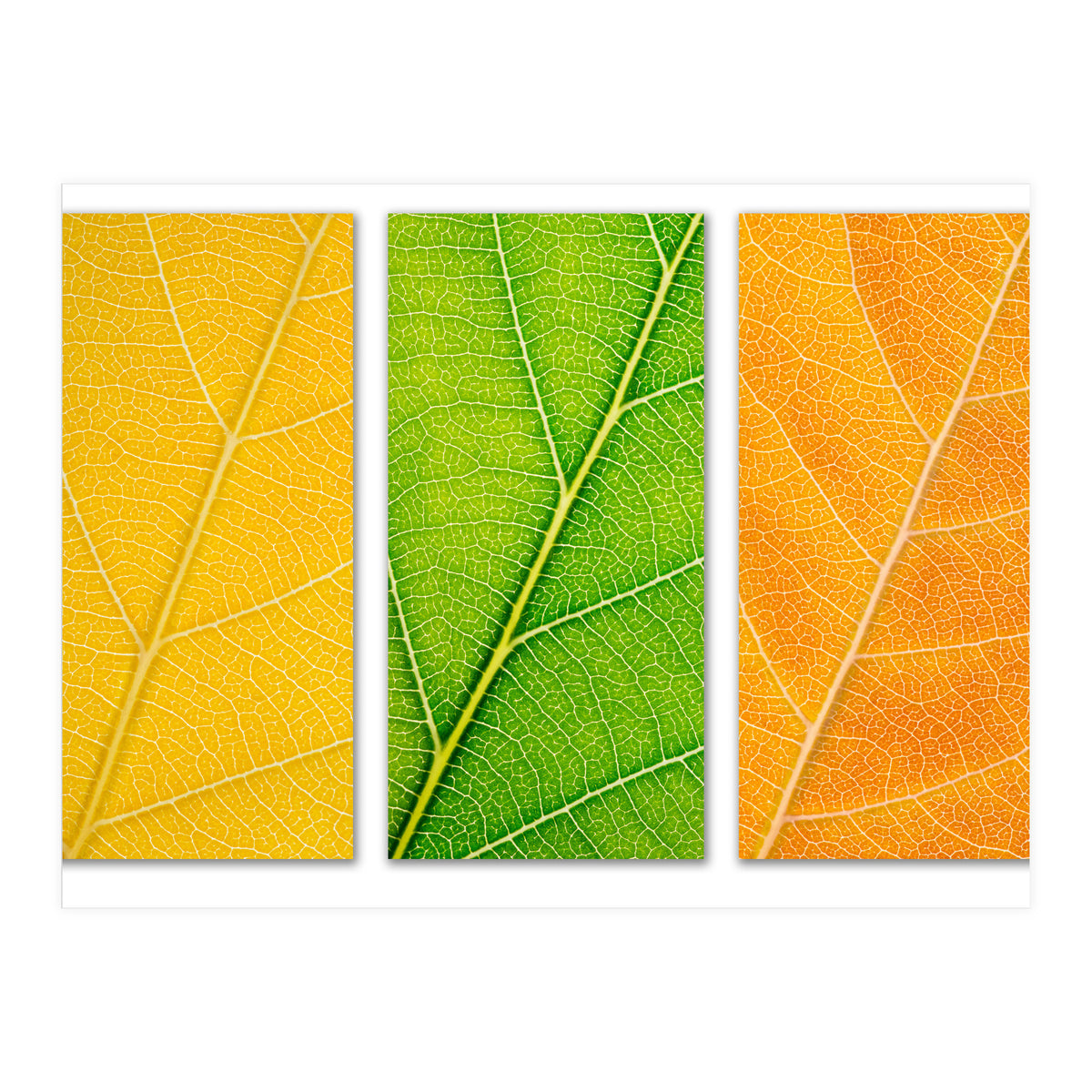 Autumn Leaves (Print Only)