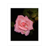 Pink Rose Floral (Print Only) thumbnail