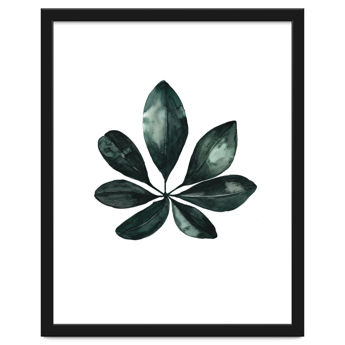Botanical Illustration Arboricola Schefflera