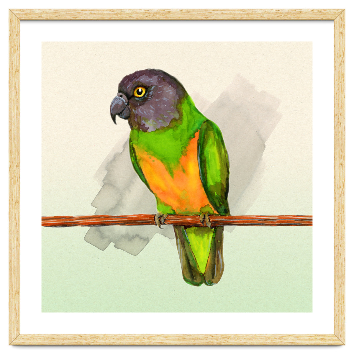 Senegal parrot watercolor
