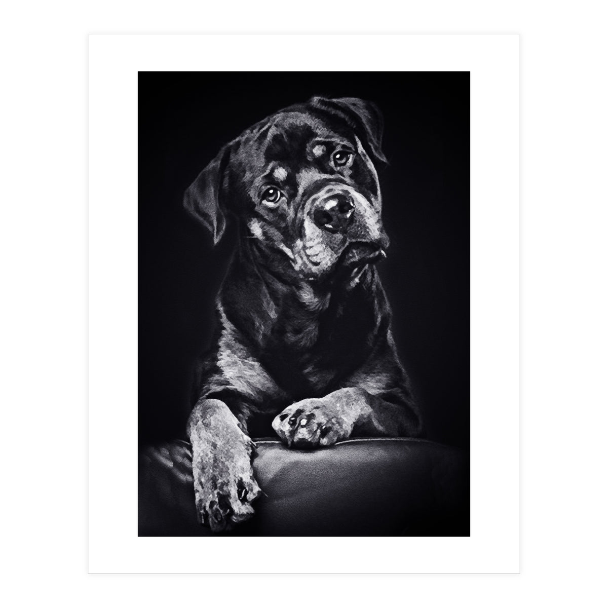 Black Dog (Print Only)