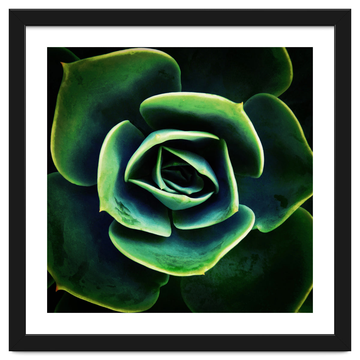 DARKSIDE OF SUCCULENTS XIV