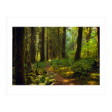 Old Growth Forest (Print Only) thumbnail