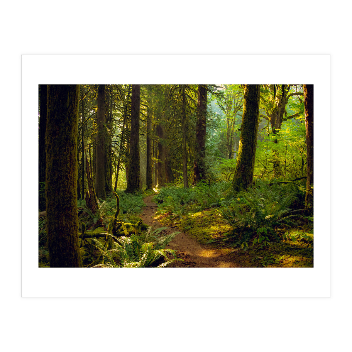 Old Growth Forest (Print Only)