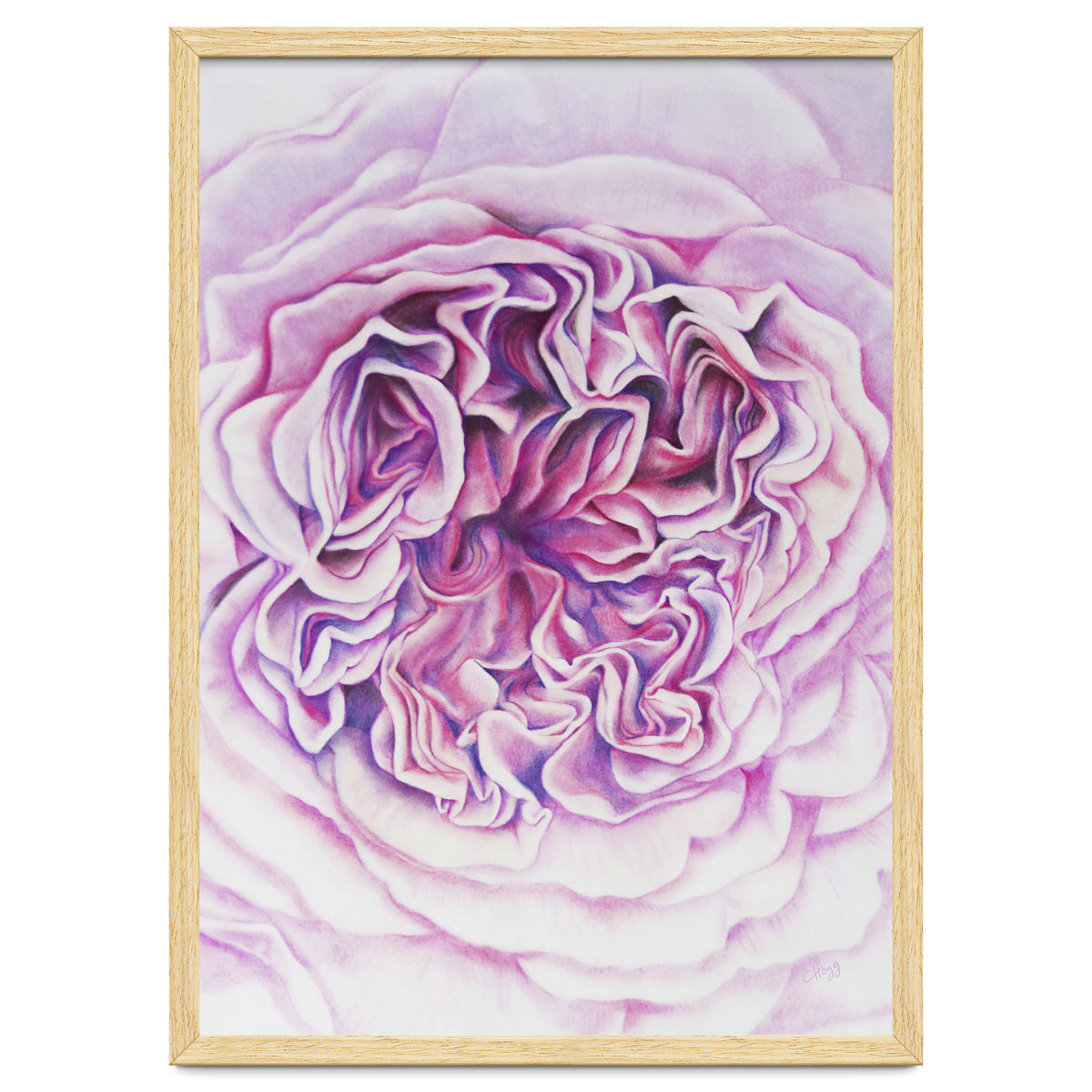 A Rose Is A Rose Std