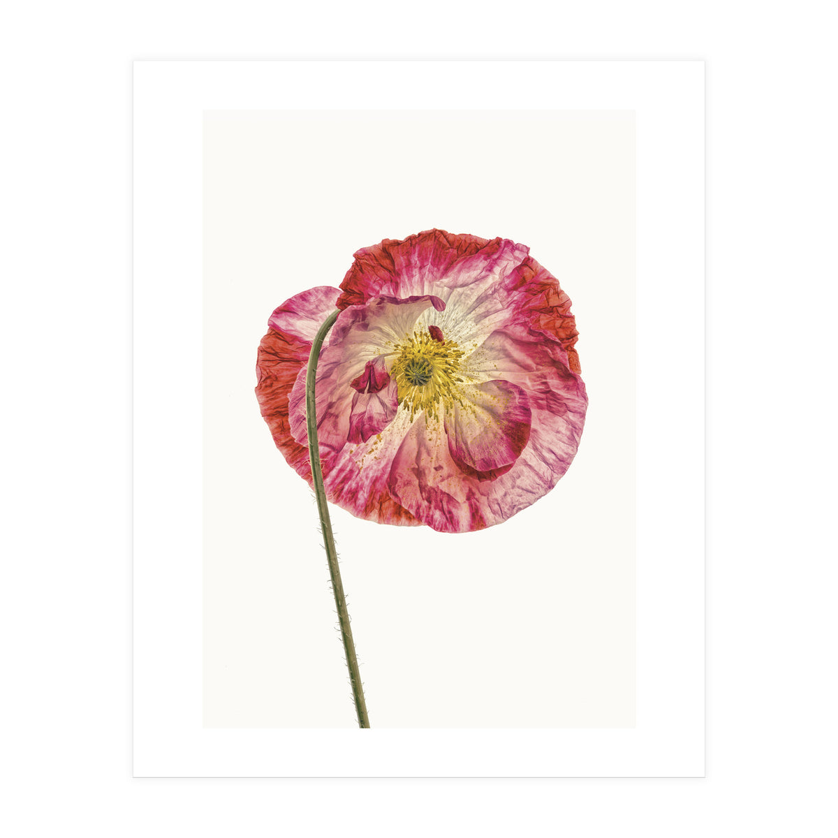 Cc Poppy 04 (Print Only)