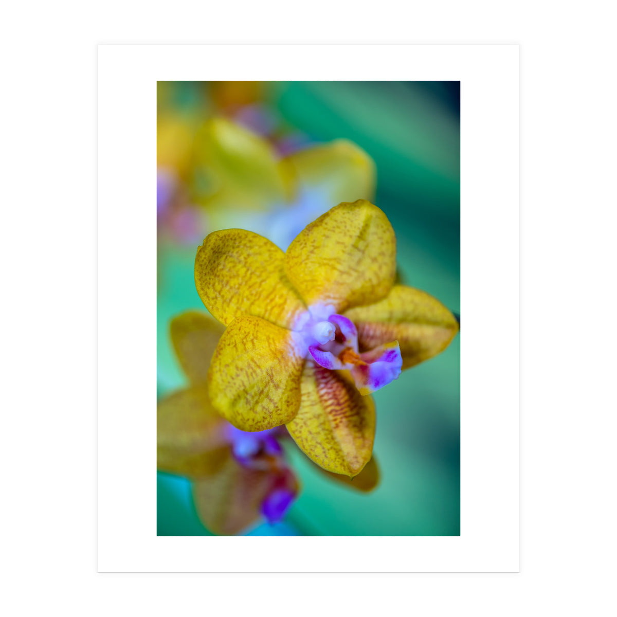Orchidee Phalleanopsis (Print Only)