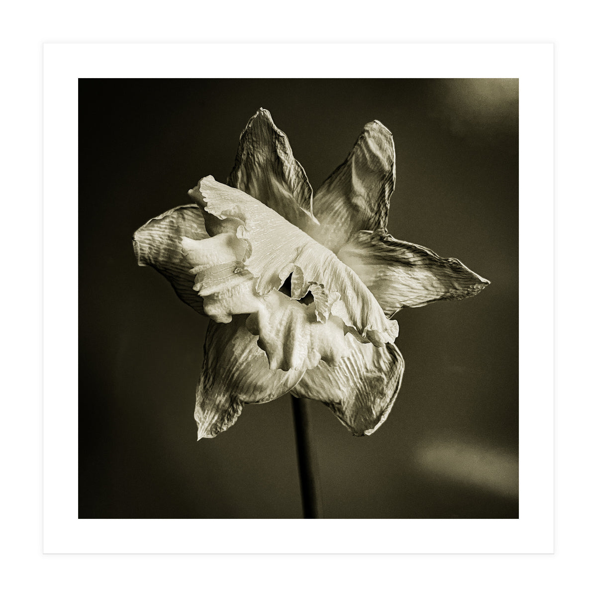 Wilting daffodil (Print Only)