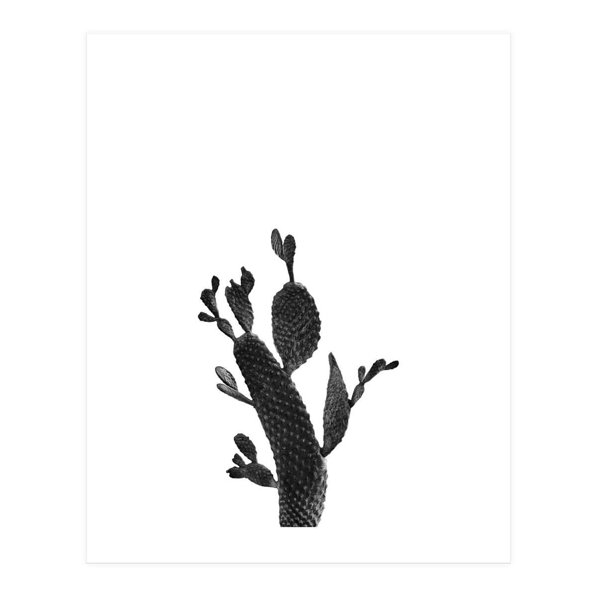 Cactus Black And White 02 (Print Only)