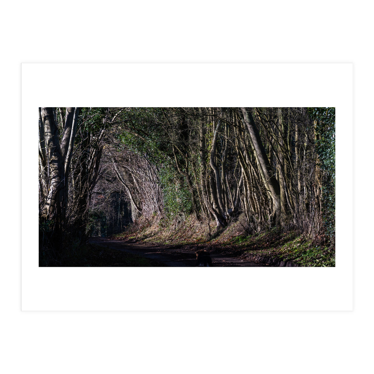 Sunlit Tunnel of Trees (Print Only)