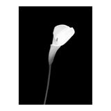 Calla | dark design (Print Only) thumbnail