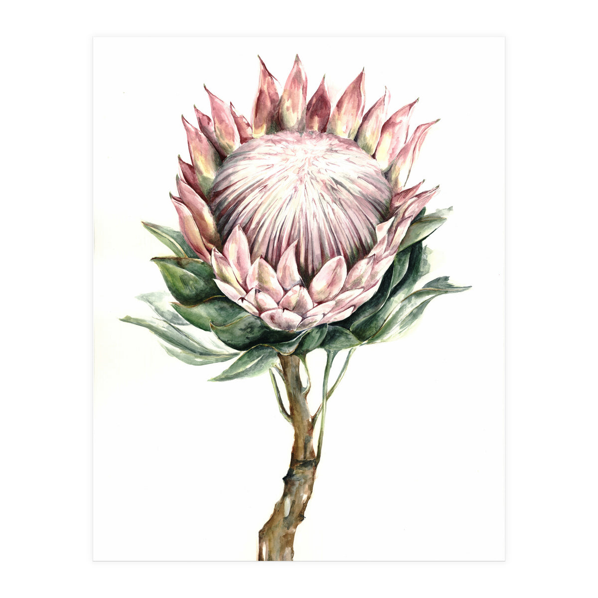 Protea (Print Only)