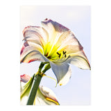 Amaryllis 2 (Print Only) thumbnail