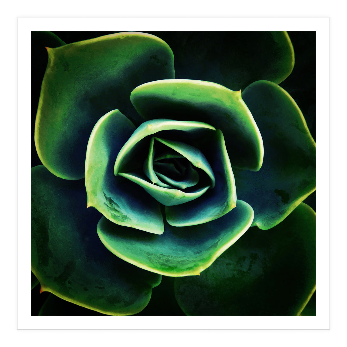 DARKSIDE OF SUCCULENTS XIV (Print Only)