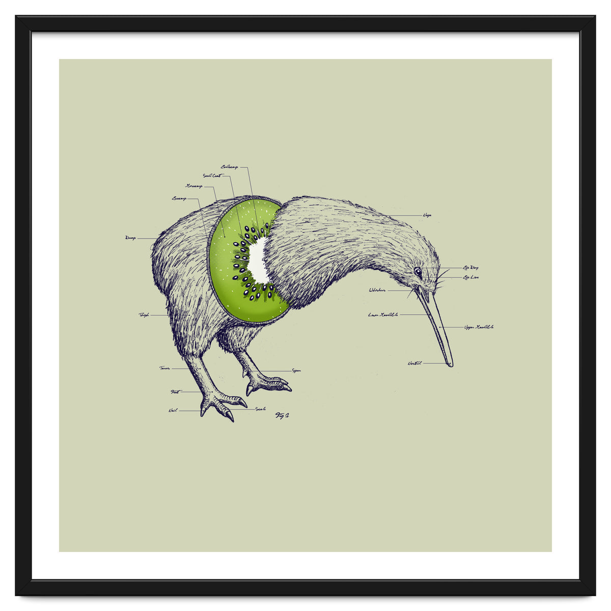 Kiwi Anatomy
