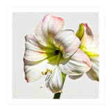 Amaryllis 1 (Print Only) thumbnail