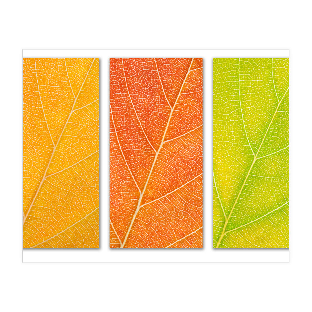 Autumn Leaves (Print Only)