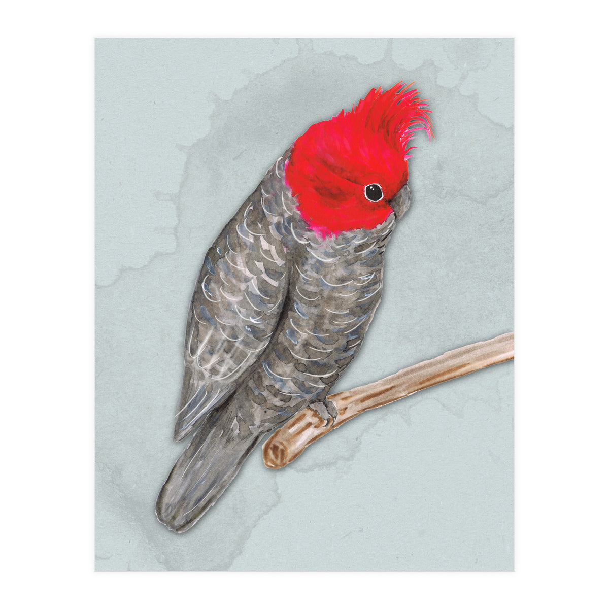 Gang gang cockatoo (Print Only)