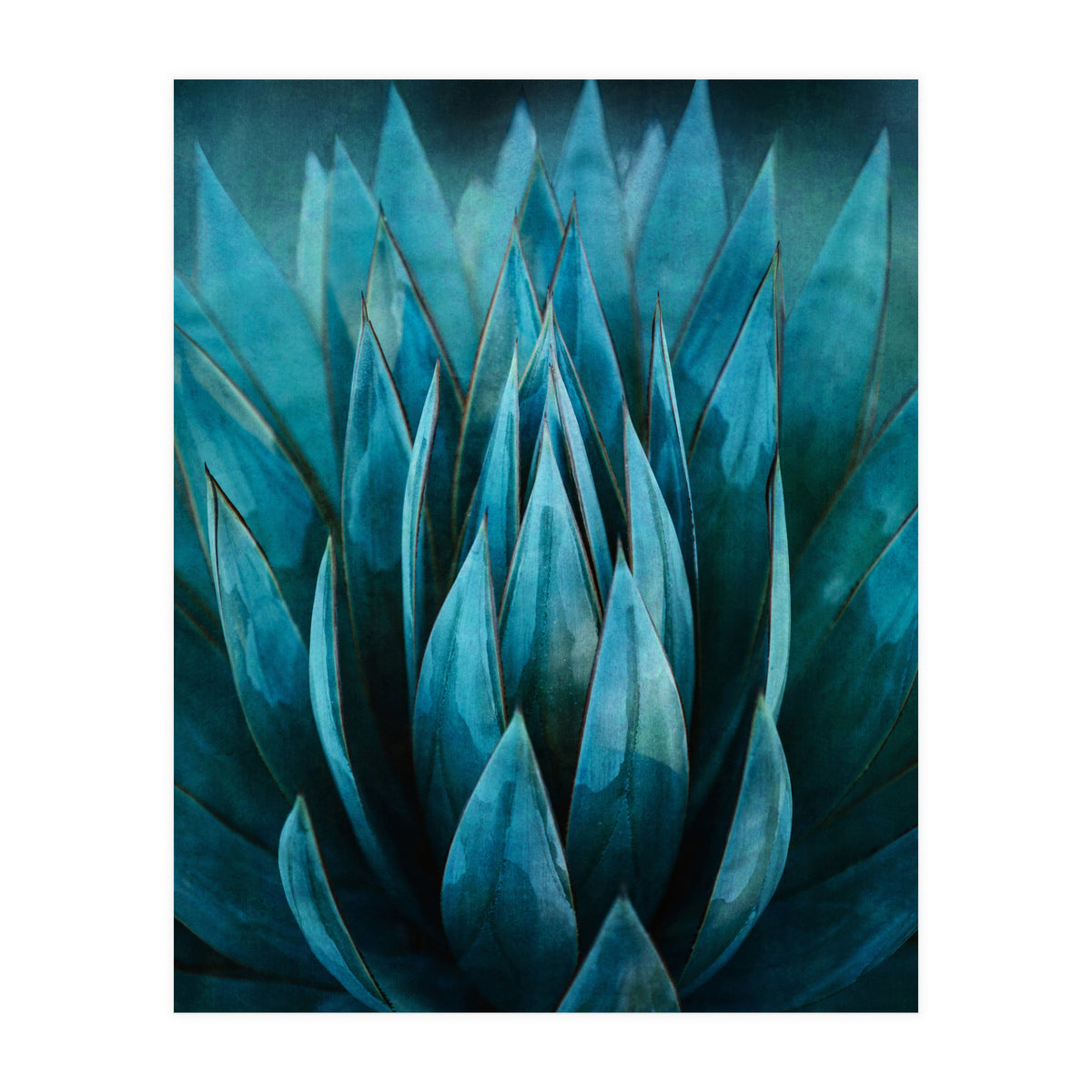 Blue Succulent (Print Only)