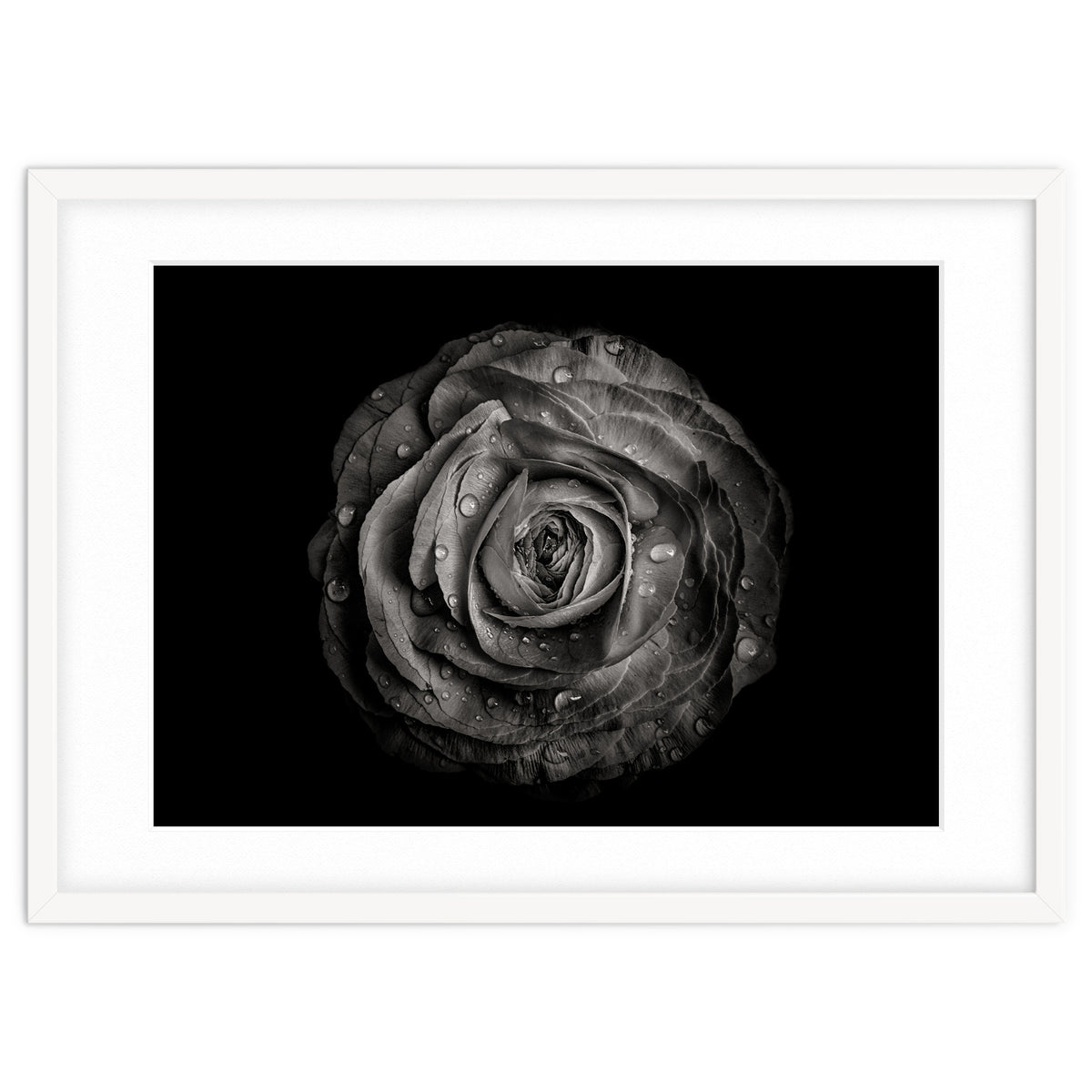 Backyard Flowers In Black And White 72