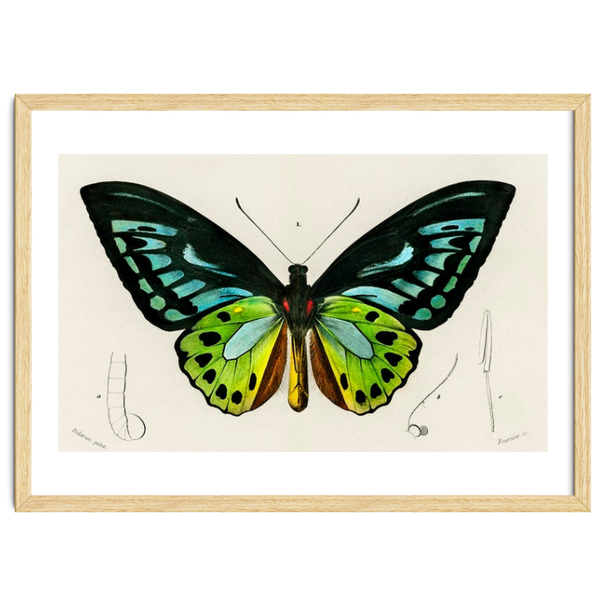 Green birdwing illustrated