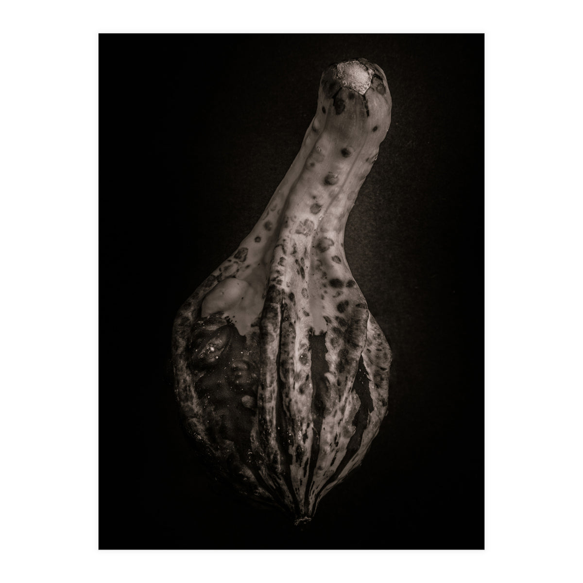 Gourds No 3 (Print Only)