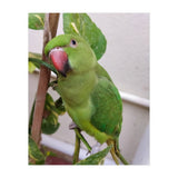 Posing Indian Parrot (Print Only) thumbnail