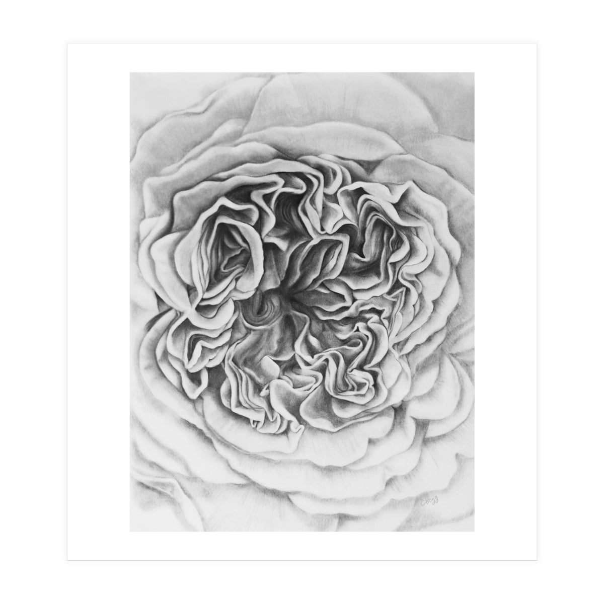 A Rose in Monochrome (Print Only)