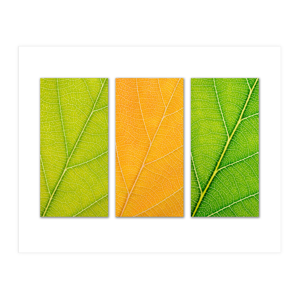 Autumn Leaves (Print Only)