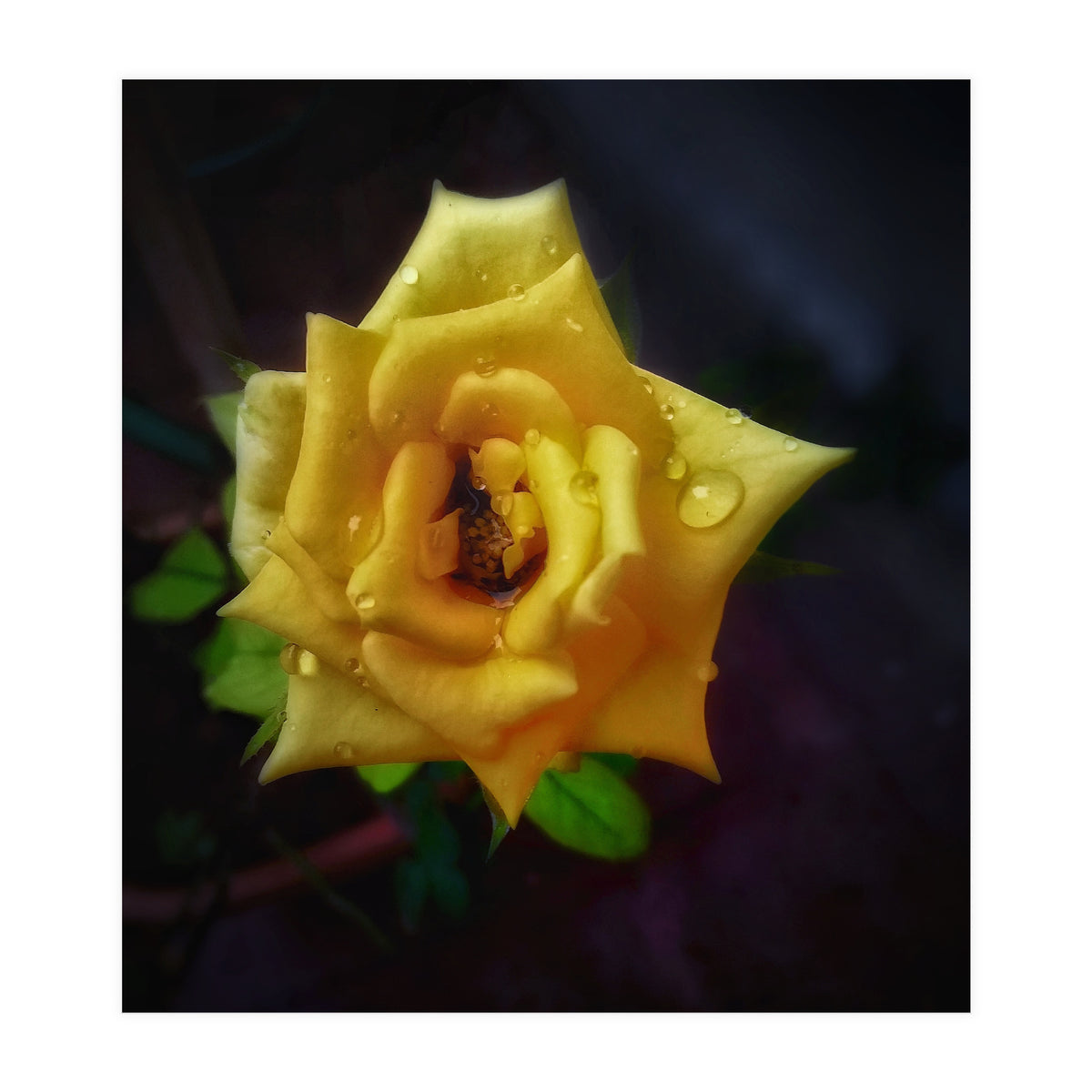 Yellow Flora (Print Only)