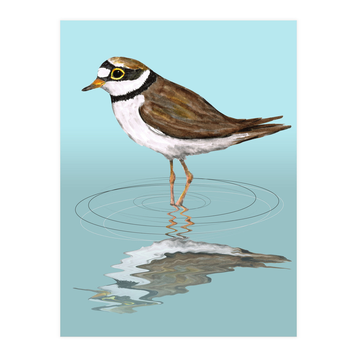 Little ringed  plover (Print Only)