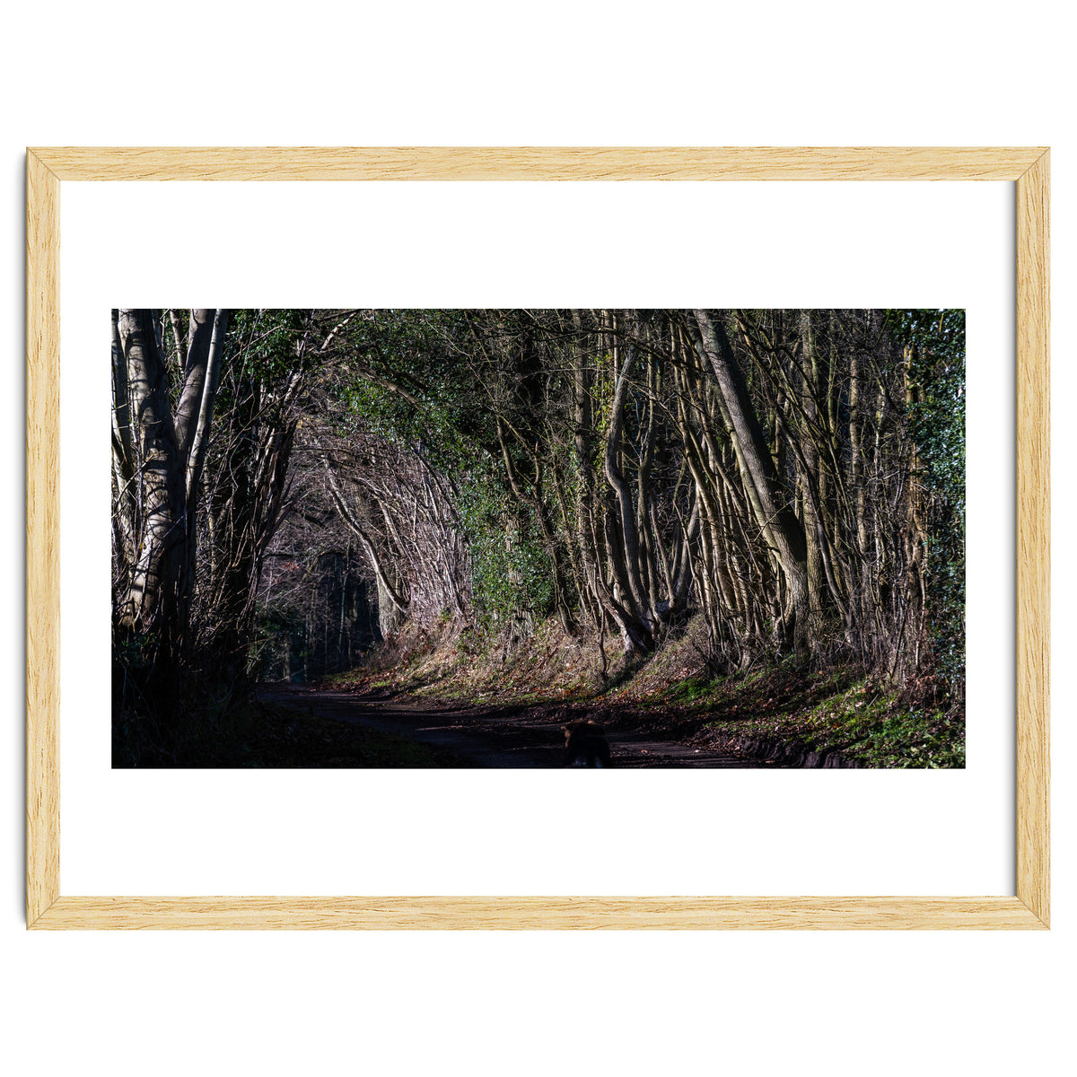 Sunlit Tunnel of Trees