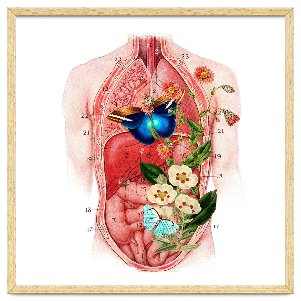 Butterflys In The Belly Makes Flower Grows