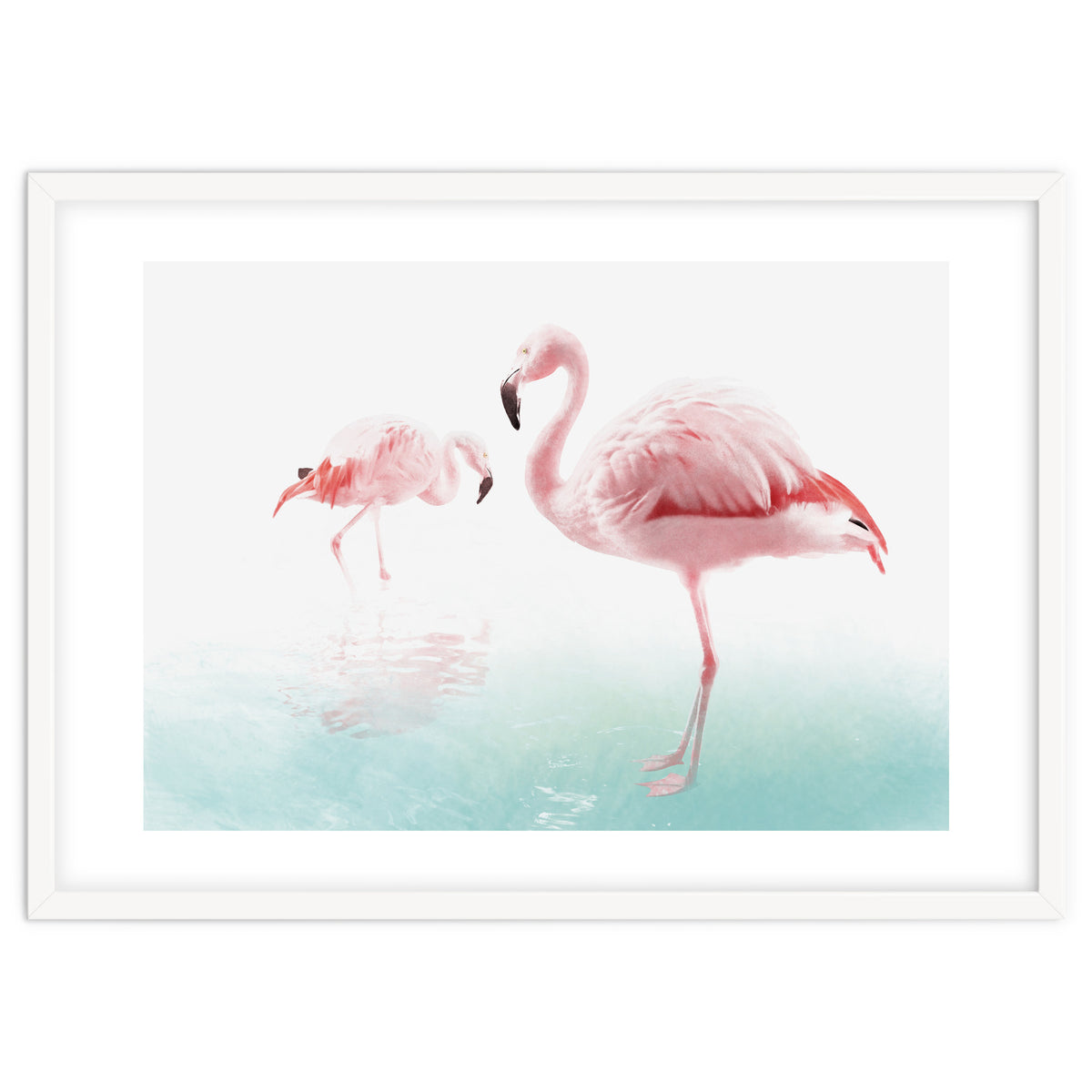 Flamingos