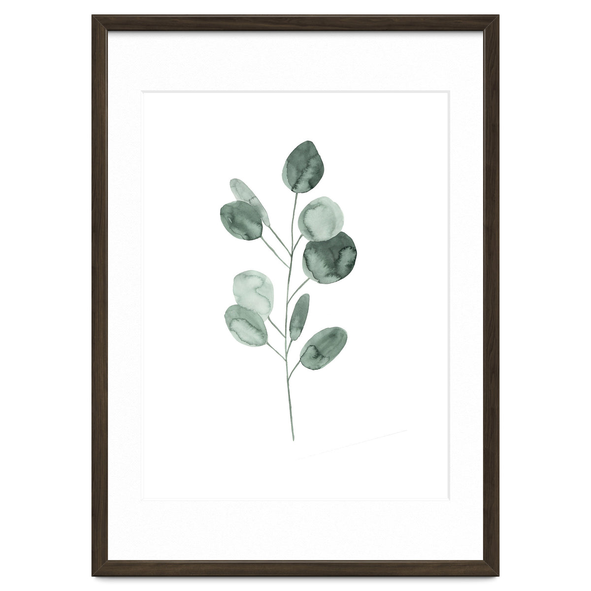 Botanical Illustration Eukalyptus2