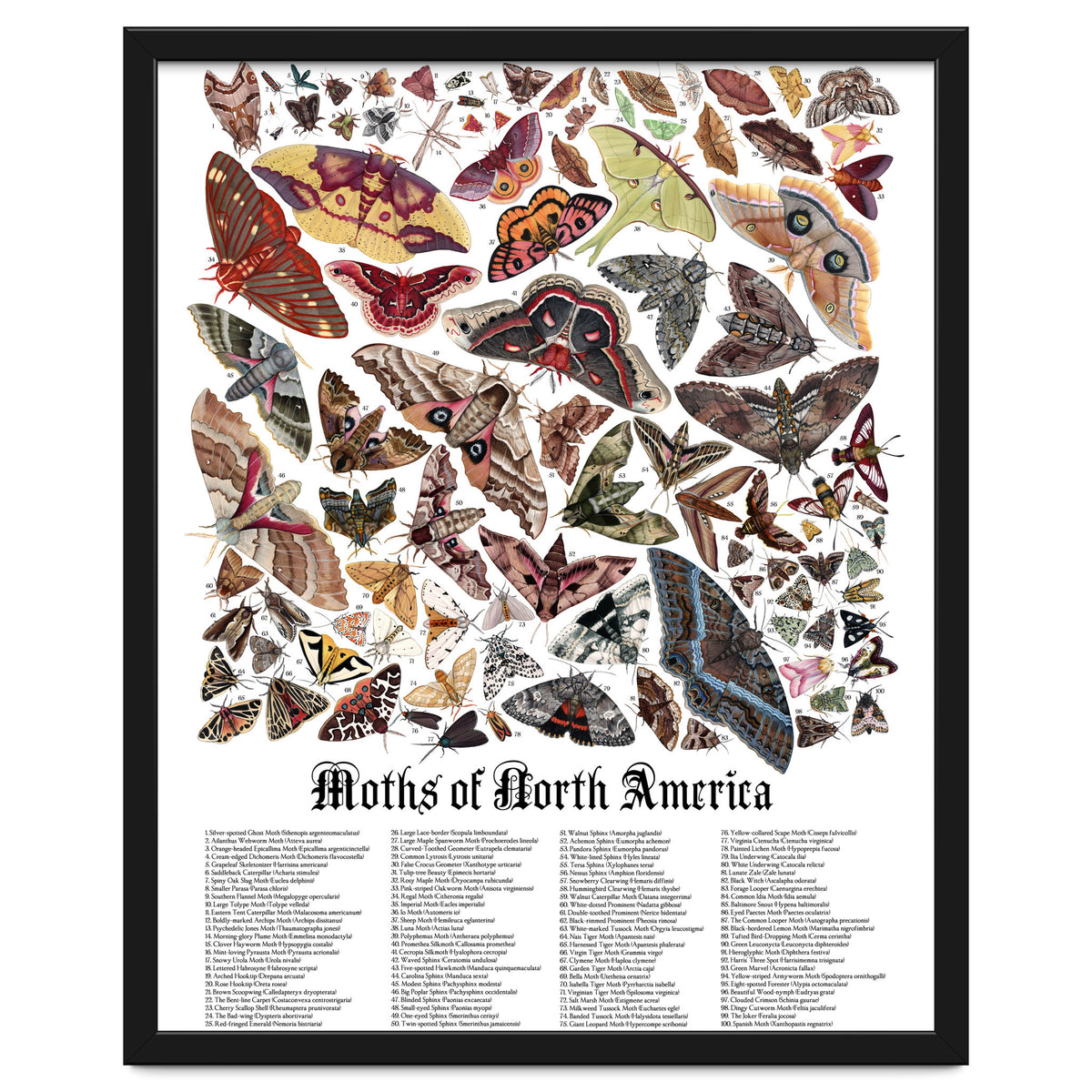 Moths of North America
