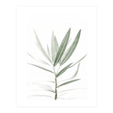 Foliage (Print Only) thumbnail
