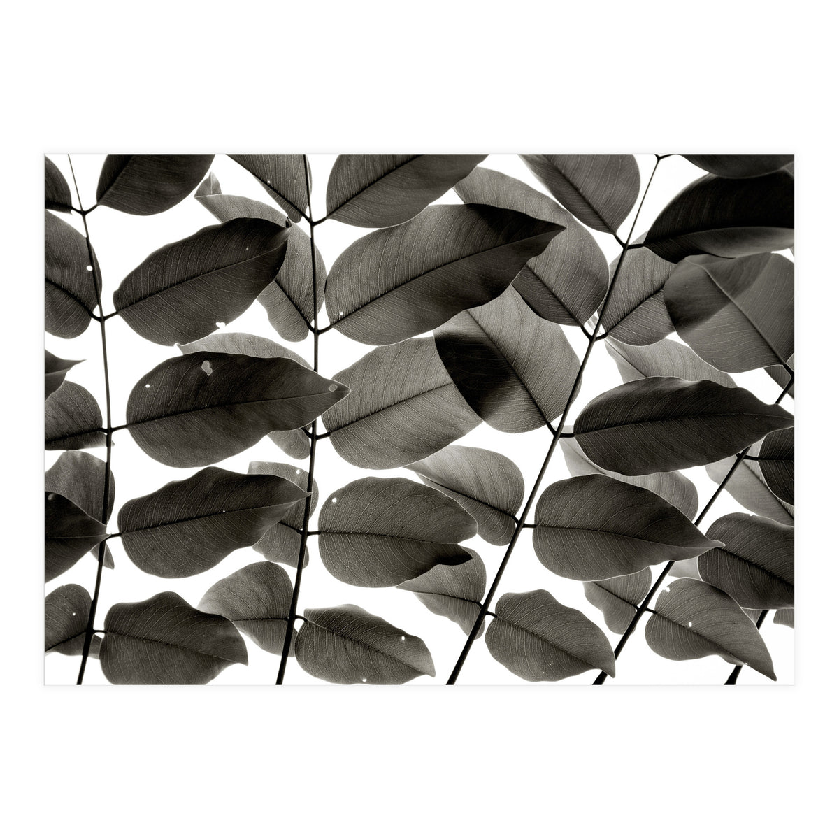 Branches and Leaves I (Print Only)