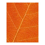 Autumn Leaf (Print Only) thumbnail