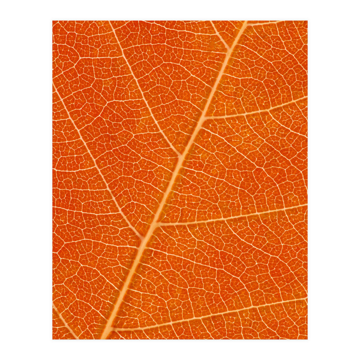 Autumn Leaf (Print Only)