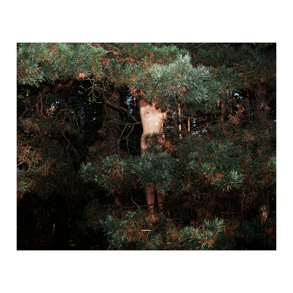 The Eyes of the Forest (Print Only)
