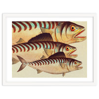 Fish Classic Designs 8